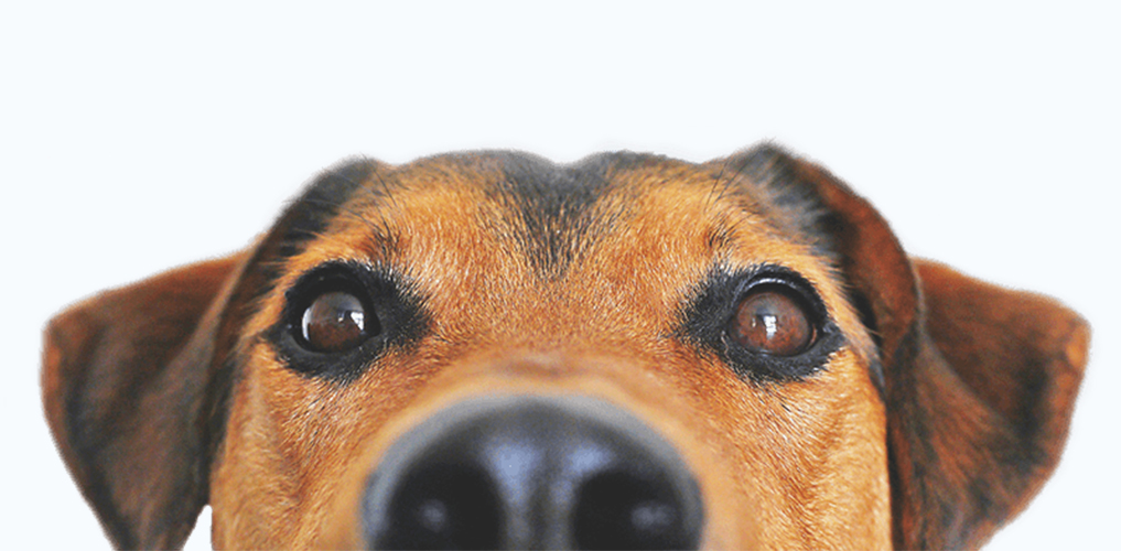 Doggone vigilant around privacy compliance