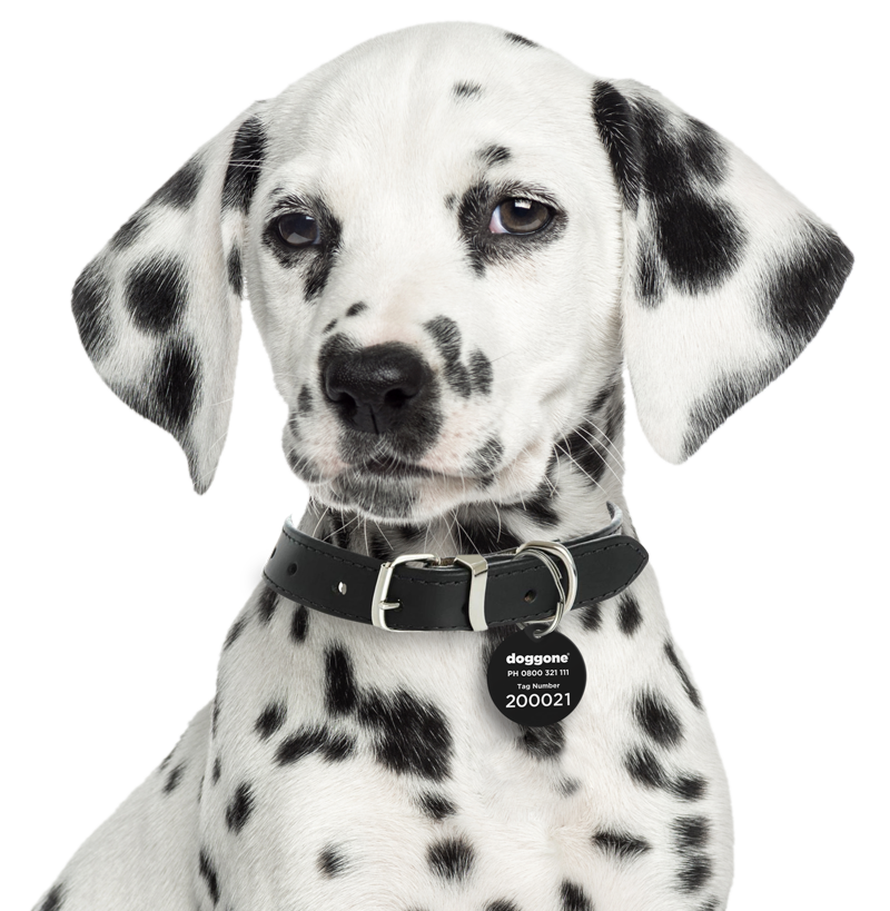 Doggone Doggone is an innovative ITbased solution designed